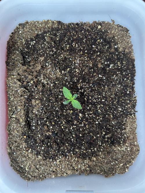 3 Tangerines and 1 Banana enters a bar…. Week 1