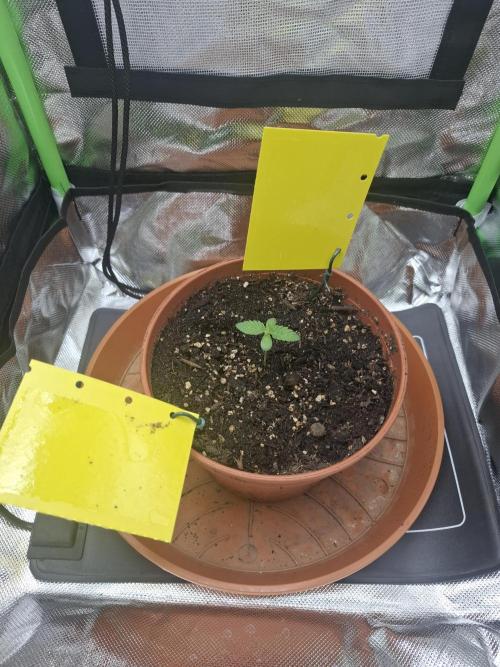 Mini Grow auf 40x40. Week 1 - Tag 8