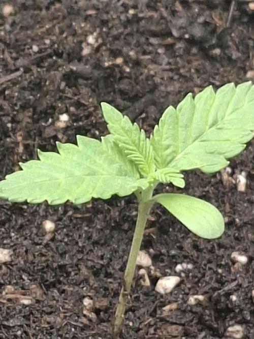 Mini Grow auf 40x40. Week 2 - Tag 9
