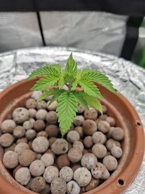 Hydroponic Mini Grow auf 40x40. Week 4 - ec 1,55