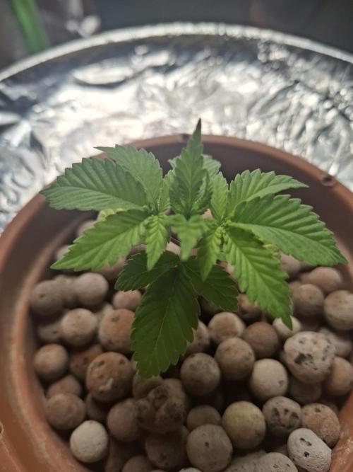 Hydroponic Mini Grow auf 40x40. Week 3