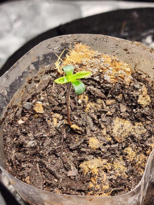 Fastbuds fastflower mix. Week 0 - Shes getting tall