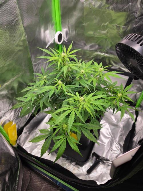 milkshake kush. Week 9