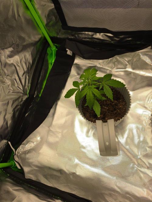 milkshake kush. Week 2