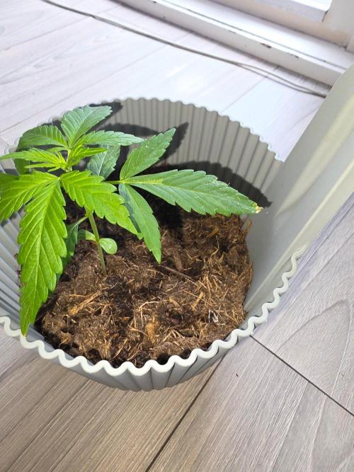 milkshake kush. Week 2