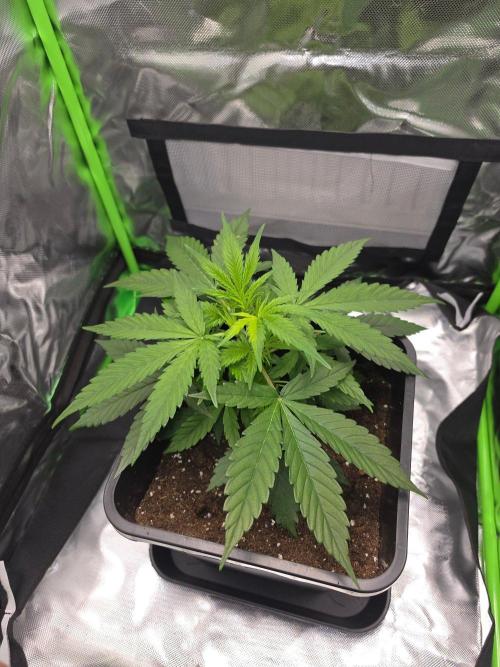 milkshake kush. Week 5