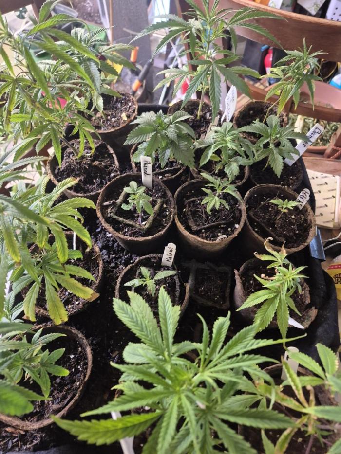 Welcome 2 Kool Rootzs. Week 1 - Graduation from the Nursery 