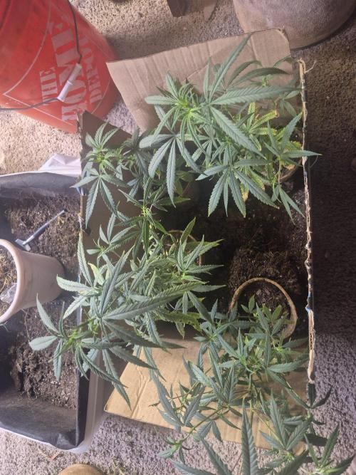 Welcome 2 Kool Rootzs. Week 3 - Clones are giveaways to friends and followers 