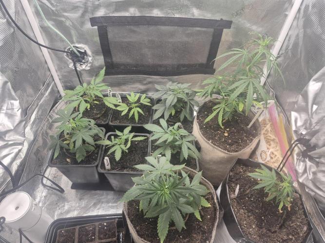 Welcome 2 Kool Rootzs. Week 3 - FgG new crew off to the garden