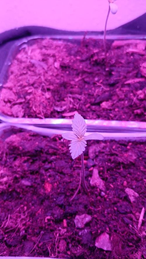 mini project. Week 1