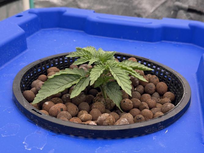Herbies LSD Auto. Week 1