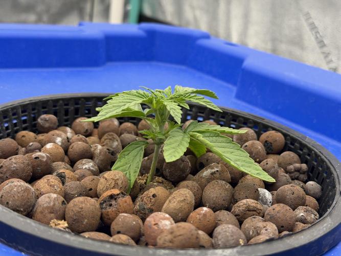 Herbies LSD Auto. Week 1