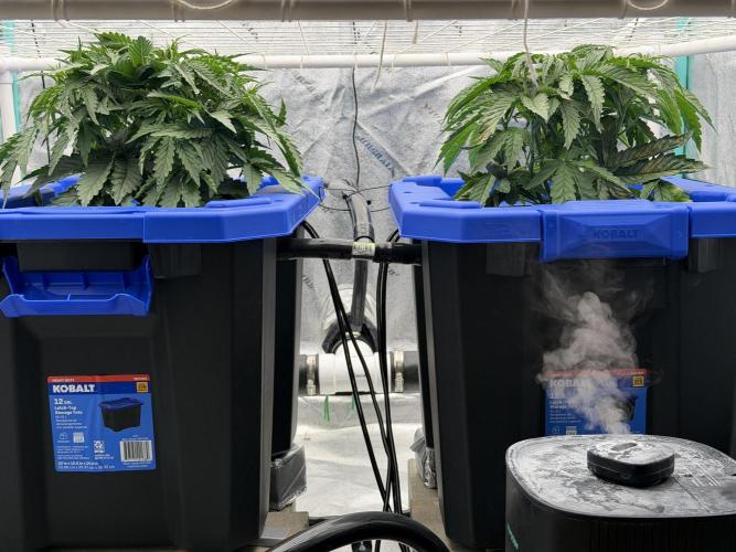 Herbies LSD Auto. Week 3