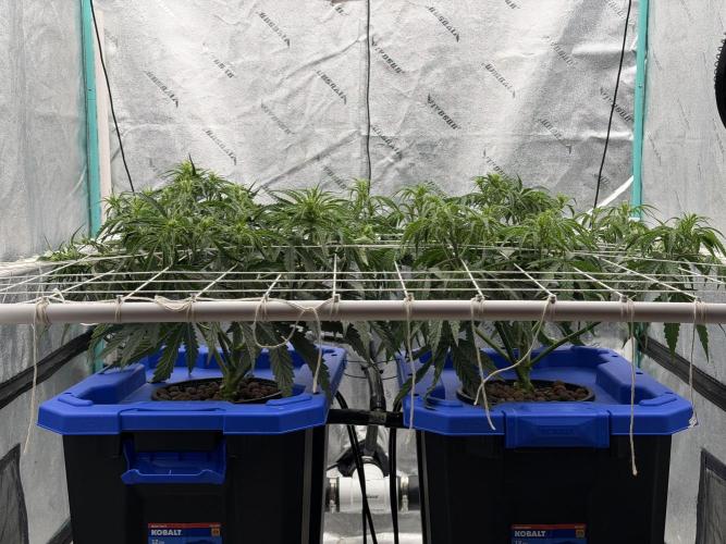 Herbies LSD Auto. Week 4
