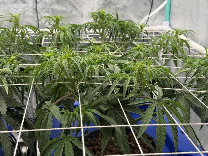 Herbies LSD Auto. Week 4