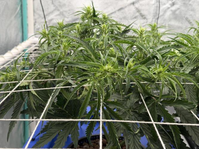Herbies LSD Auto. Week 4