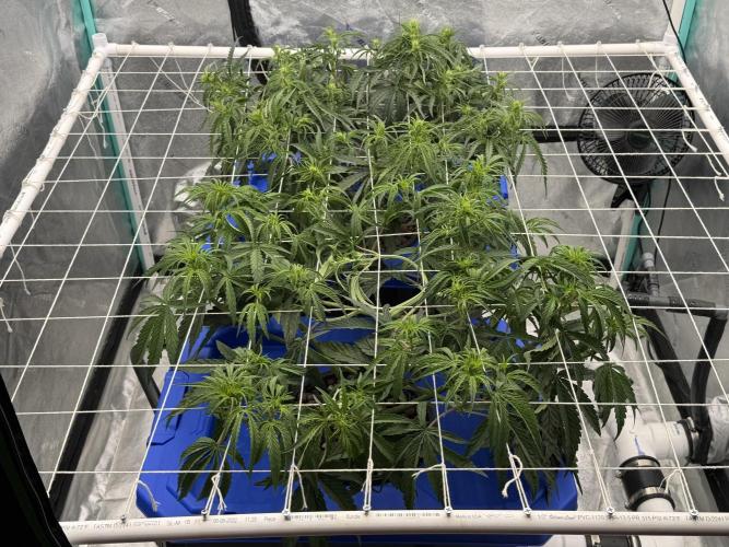 Herbies LSD Auto. Week 4