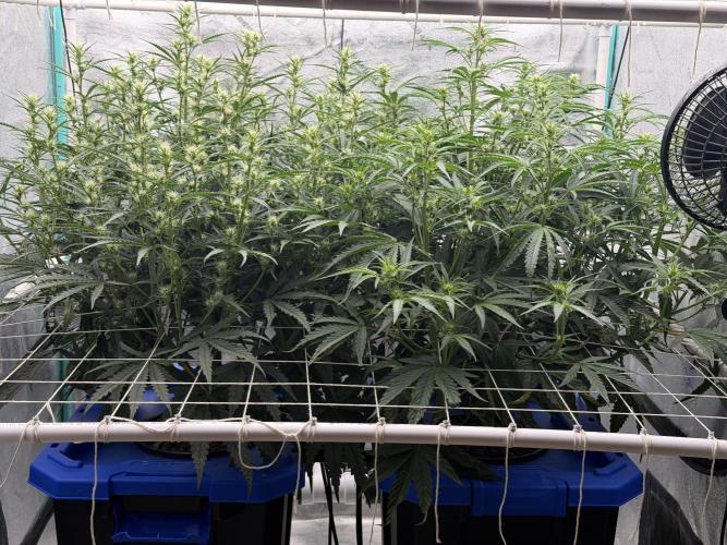 Herbies LSD Auto. Week 5