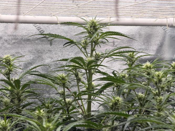 Herbies LSD Auto. Week 5