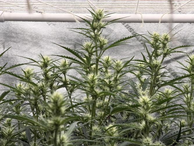 Herbies LSD Auto. Week 5