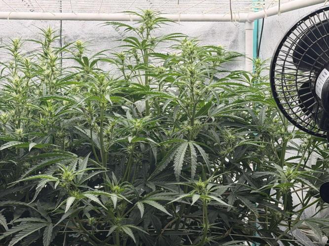 Herbies LSD Auto. Week 5