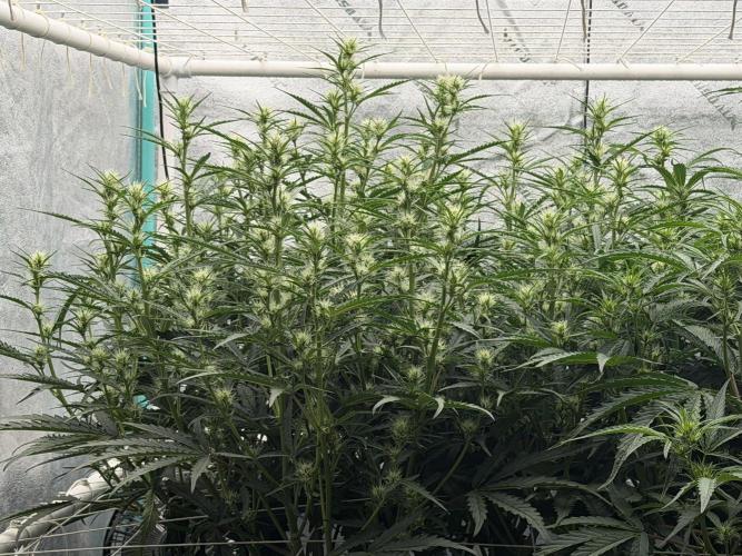 Herbies LSD Auto. Week 5