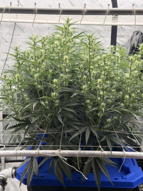 Herbies LSD Auto. Week 5
