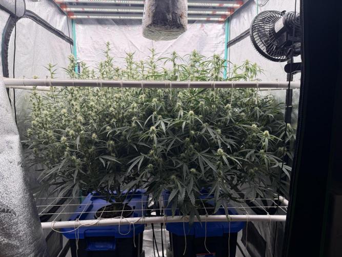 Herbies LSD Auto. Week 6