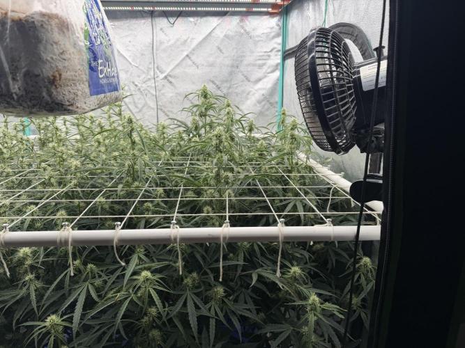 Herbies LSD Auto. Week 6