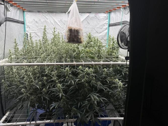 Herbies LSD Auto. Week 7