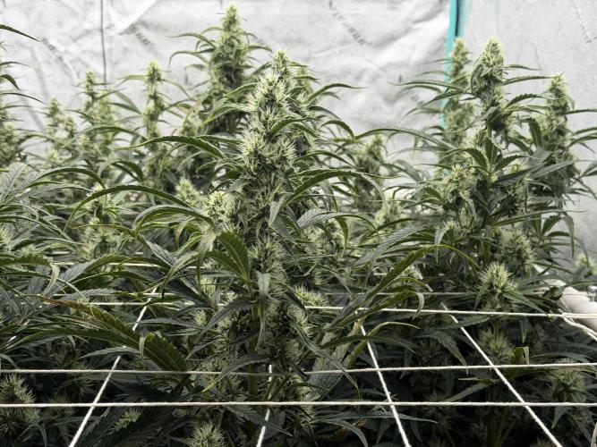 Herbies LSD Auto. Week 7