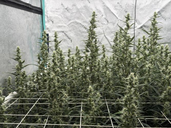 Herbies LSD Auto. Week 7