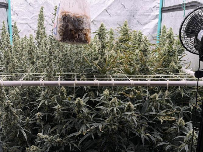 Herbies LSD Auto. Week 8