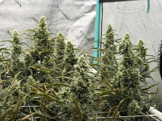 Herbies LSD Auto. Week 8