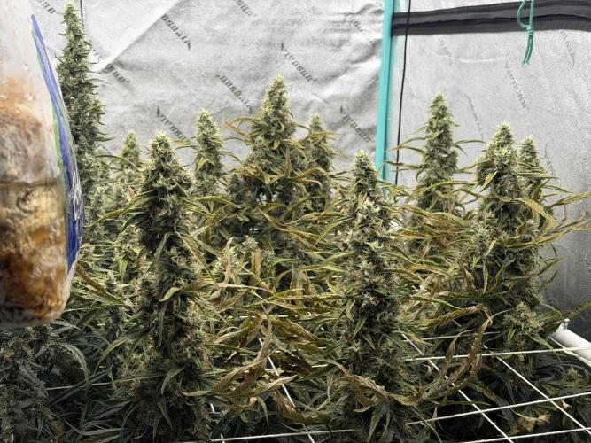 Herbies LSD Auto. Week 9