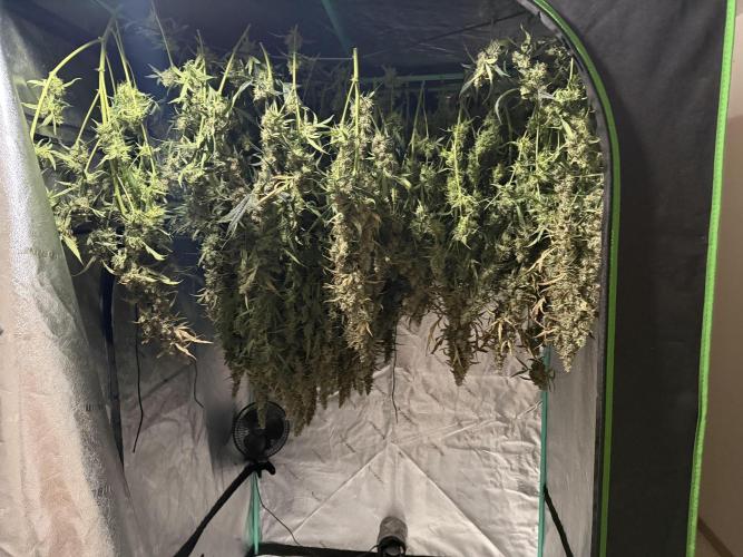 Herbies LSD Auto. Week 10