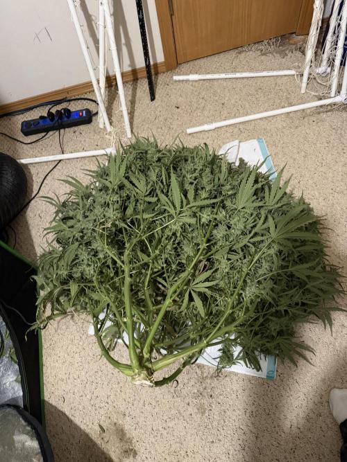 Herbies LSD Auto. Week 10