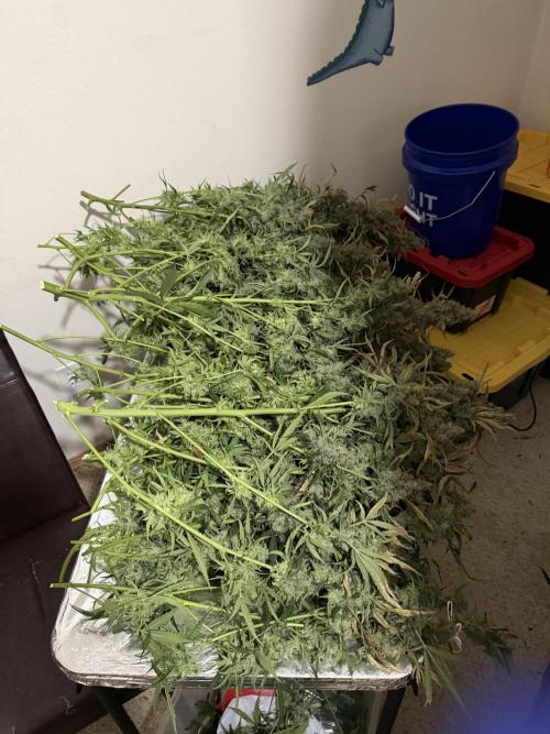 Herbies LSD Auto. Week 10
