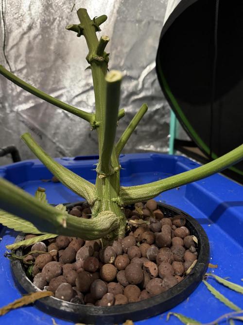 Herbies LSD Auto. Week 10