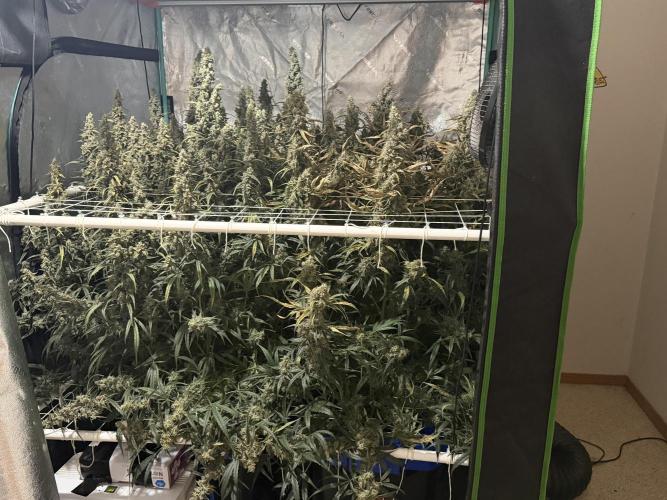 Herbies LSD Auto. Week 10