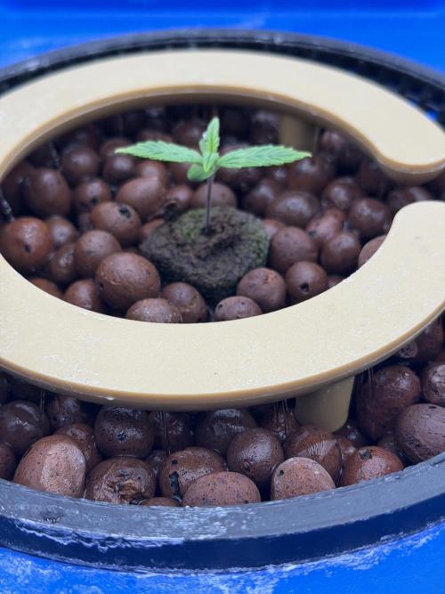 Gorilla Z Auto. Week 1
