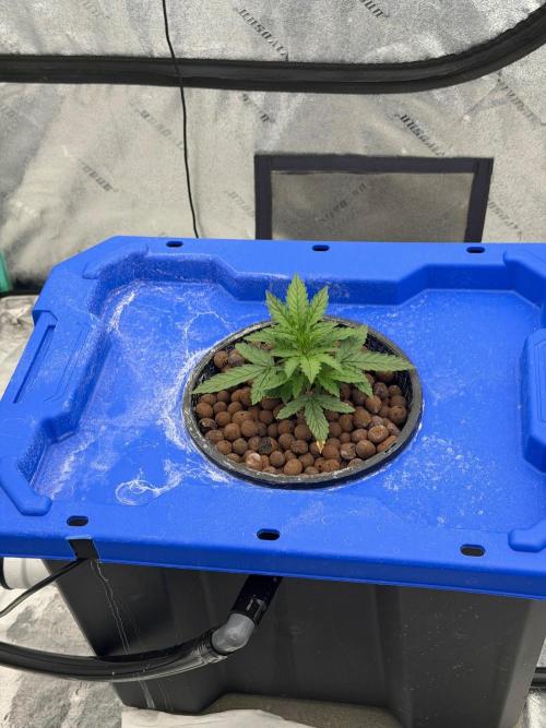 Gorilla Z Auto. Week 2