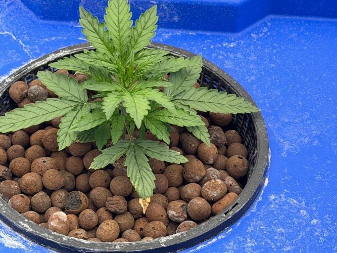 Gorilla Z Auto. Week 2
