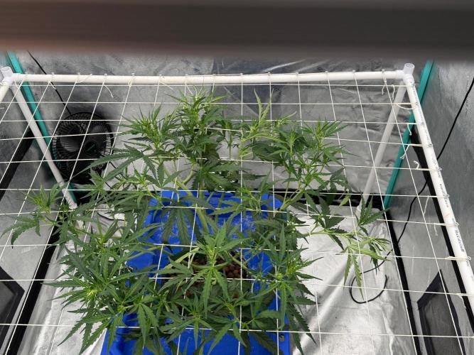 Gorilla Z Auto. Week 4