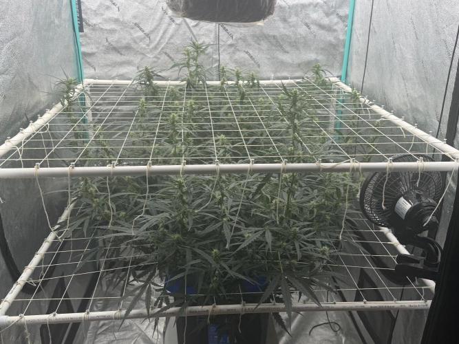 Gorilla Z Auto. Week 6