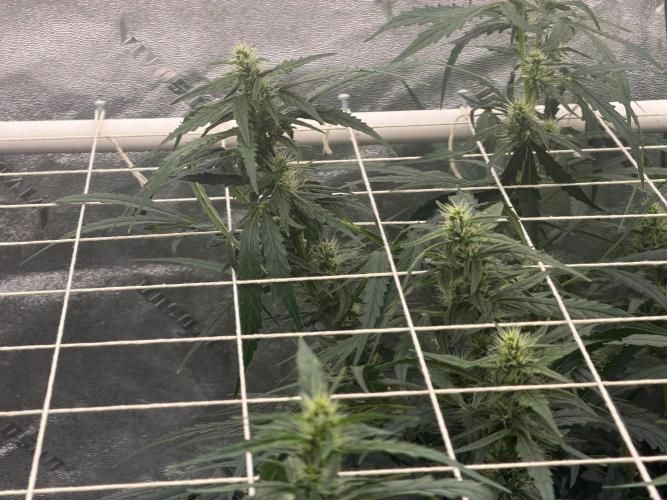 Gorilla Z Auto. Week 6 - This bud on the left is the main cola that has been guided to the outside corner
