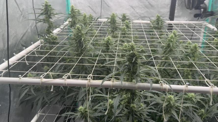 Gorilla Z Auto