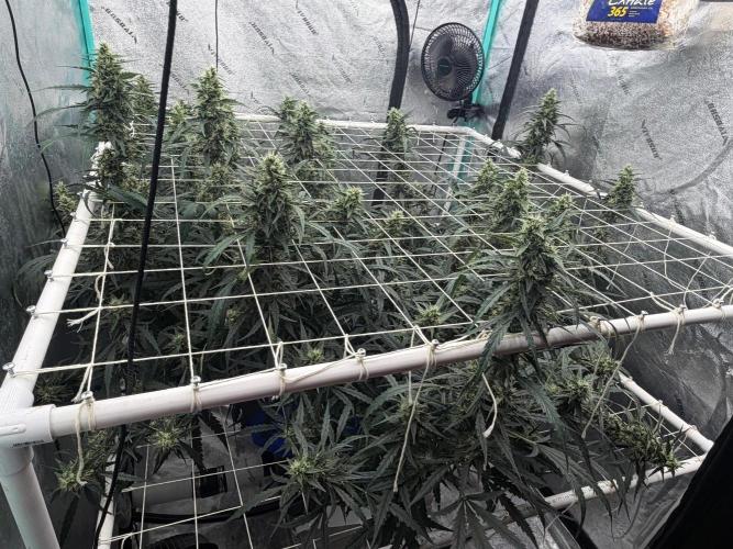 Gorilla Z Auto. Week 8
