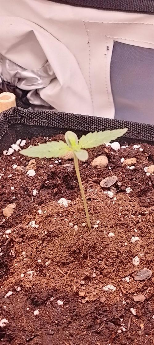 Hulkberry Auto - 1st Grow [Archive]. Week 0 - 11.03 godzina 17:17