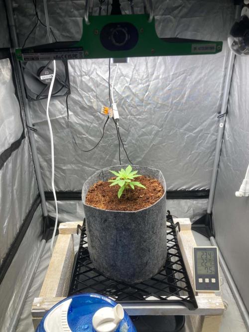 SLH x Pink Candy. Week 2